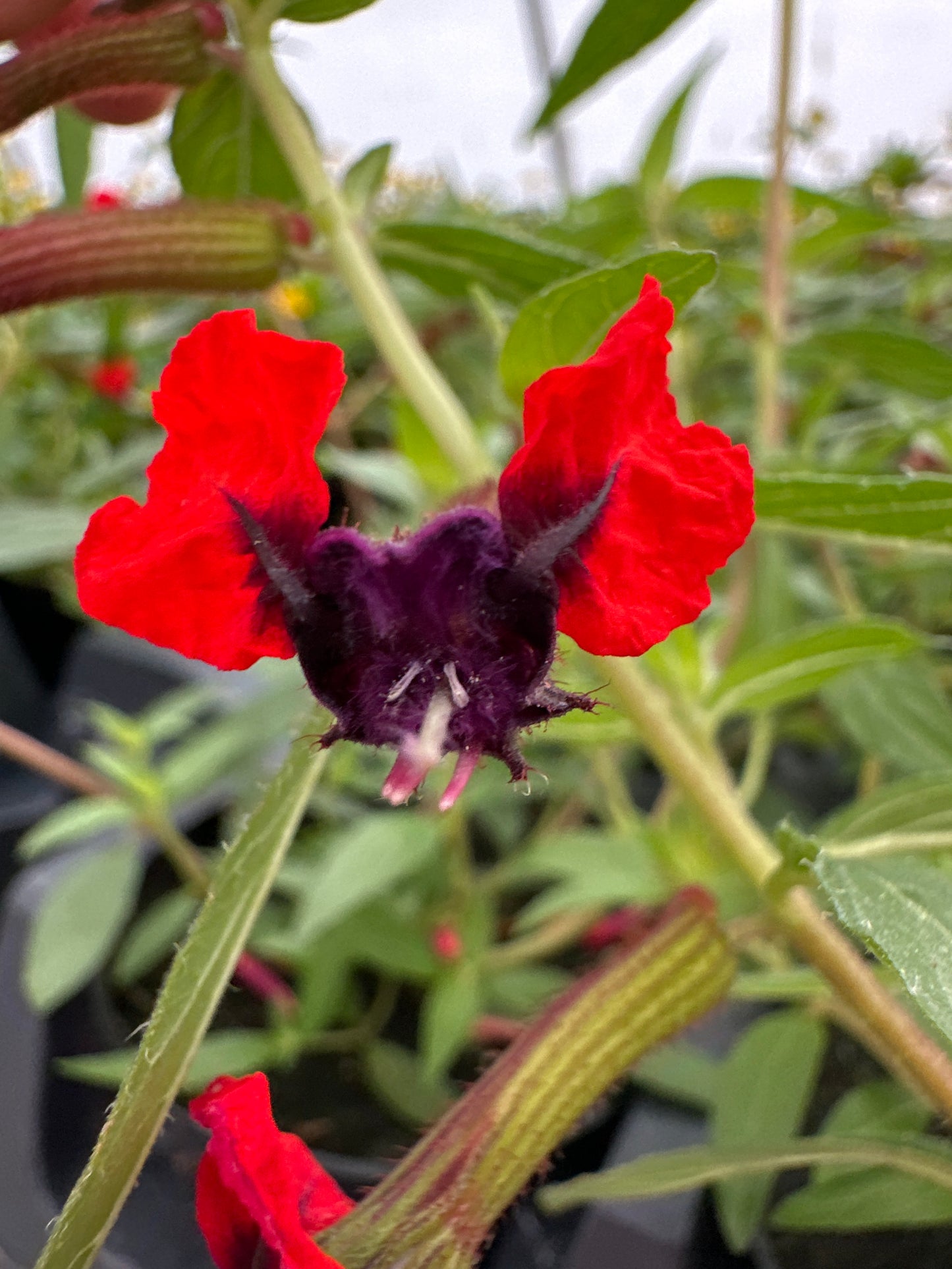 CUPHEA BAT FACE - 4" POT