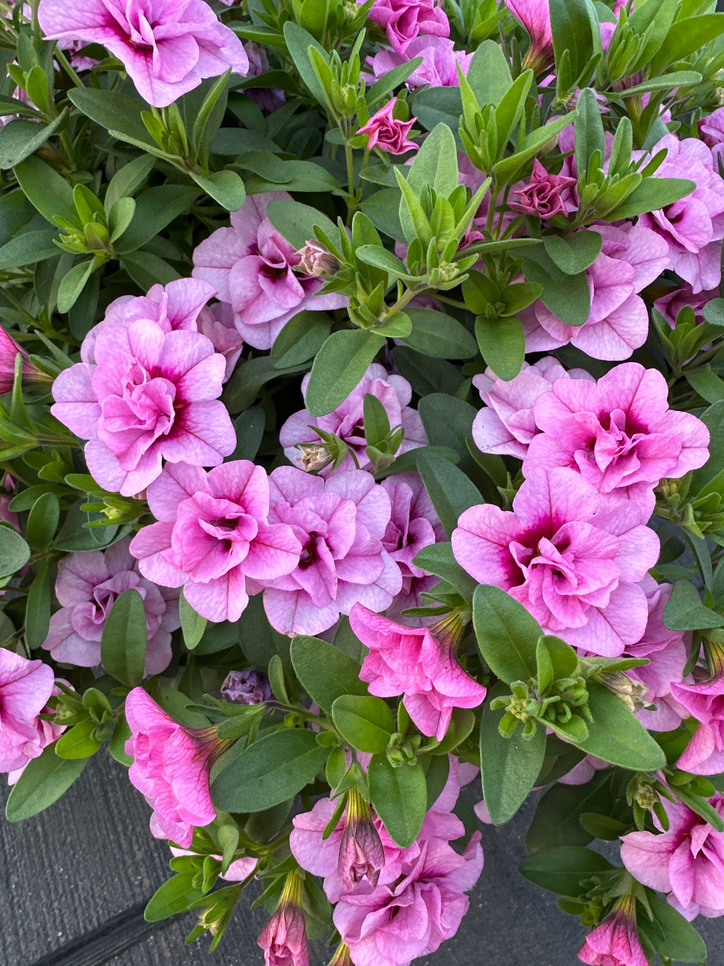 CALIBRACHOA MINIFAMOUS UNO DOUBLE LIGHT PINK - 10'' HANGING BASKET