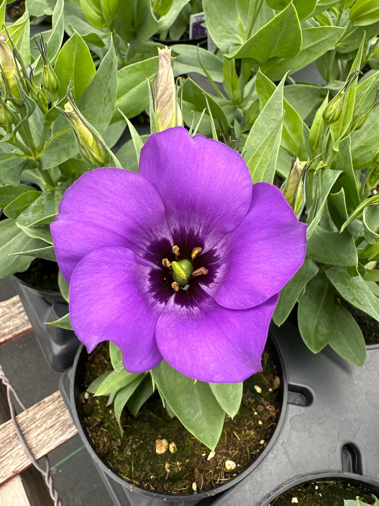 LISIANTHUS FLORIDA BLUE - 4" POT