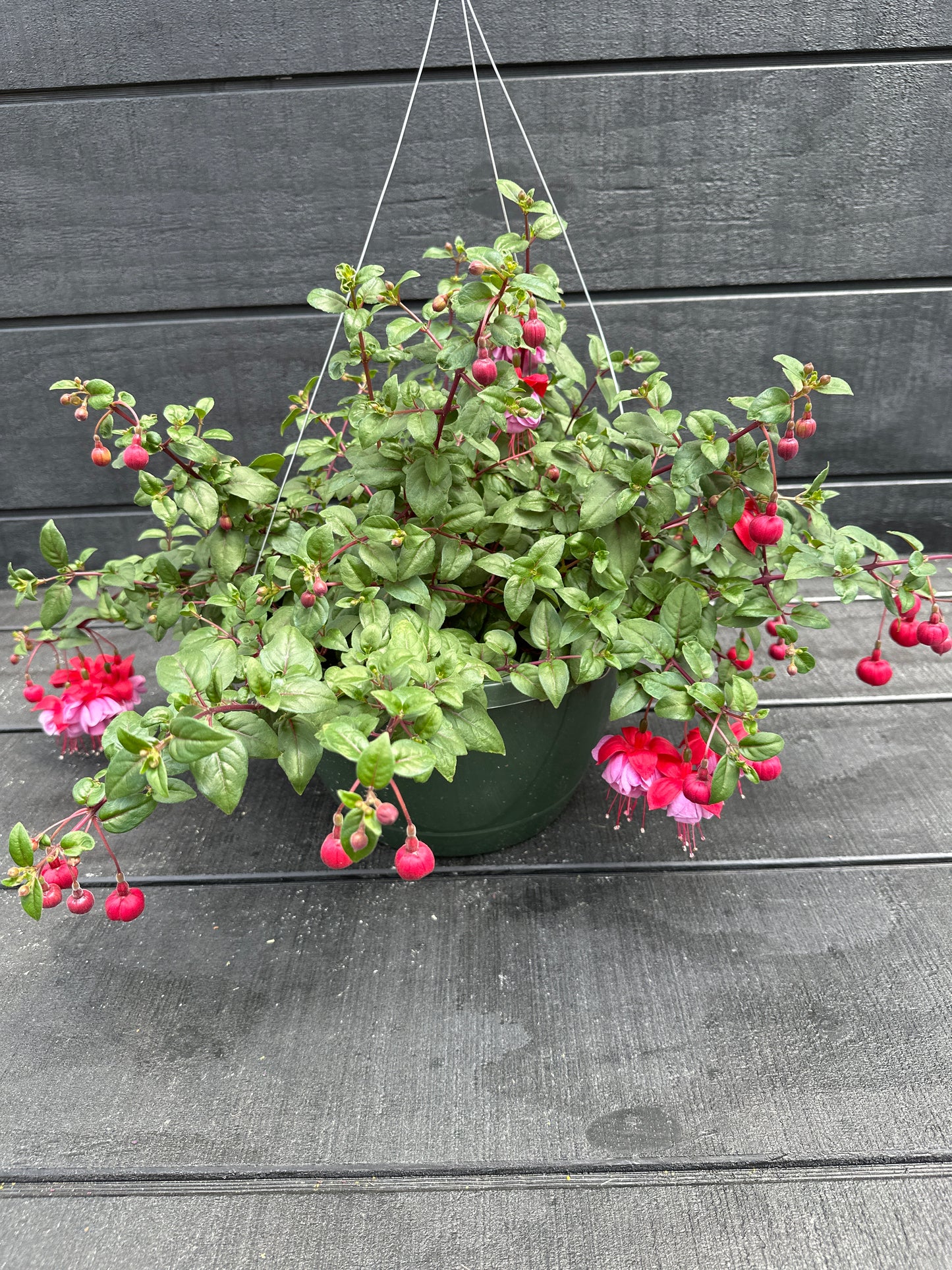 FUCHSIA BLUE EYES - 10" HANGING BASKET