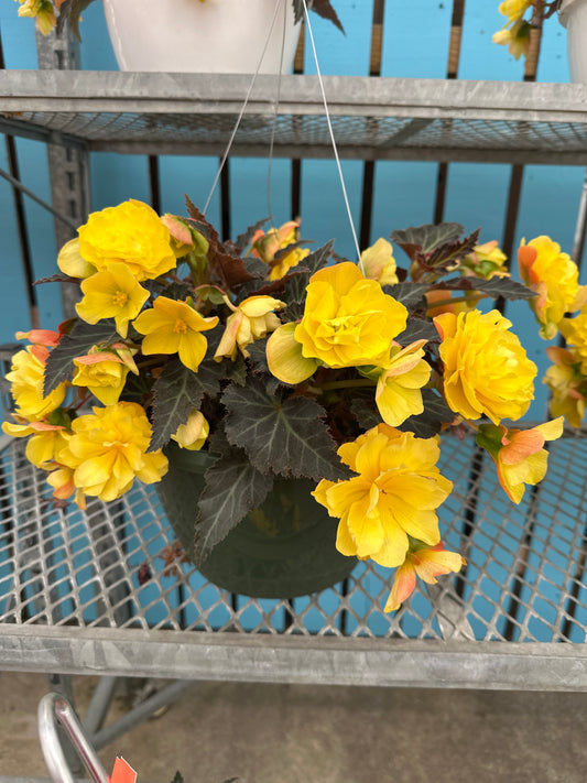 BEGONIA ICONIA PORTOFINO YELLOW - 10" HANGING BASKET