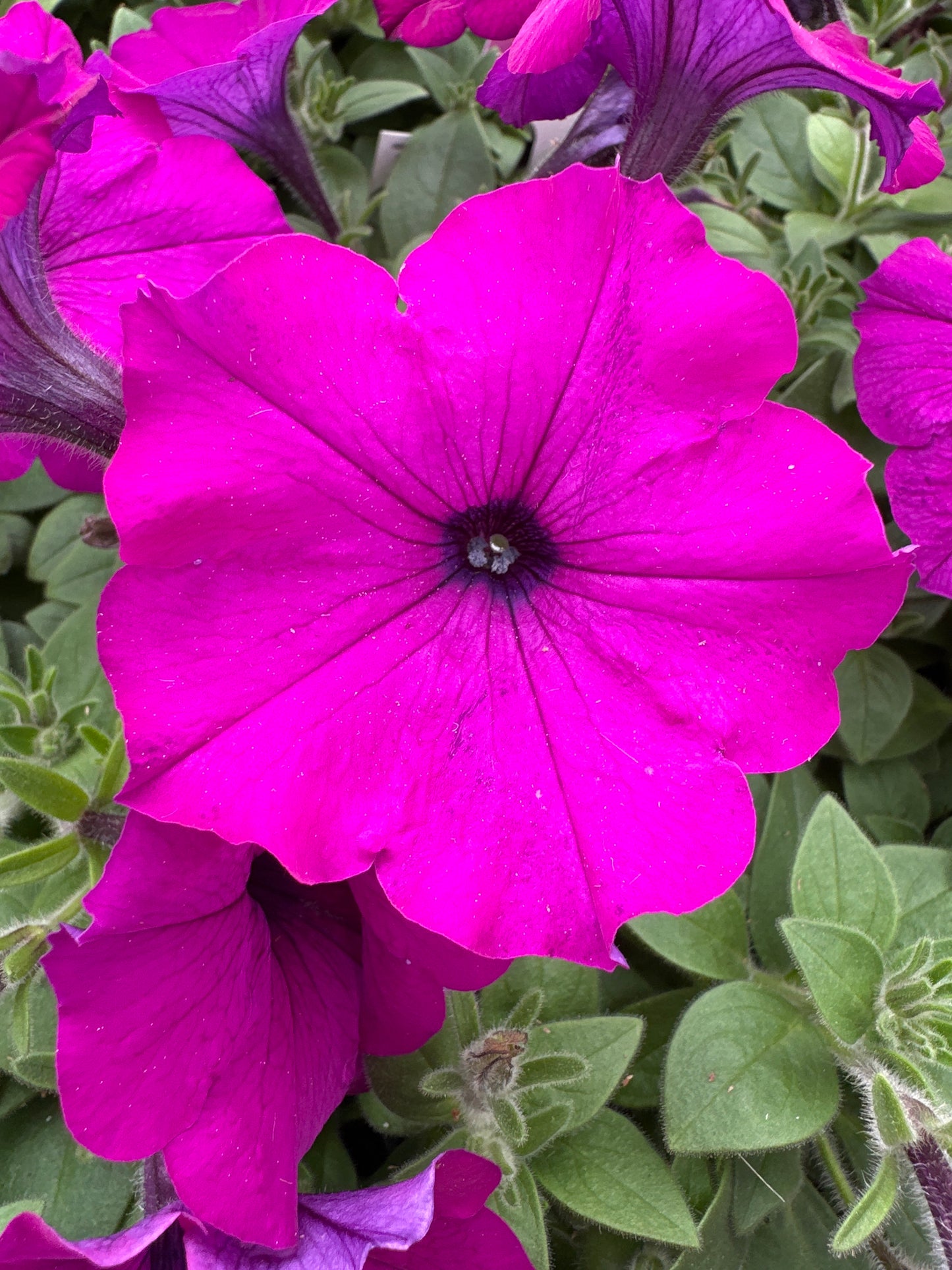 PETUNIA EASY WAVE VIOLET - JUMBO 6 PACK
