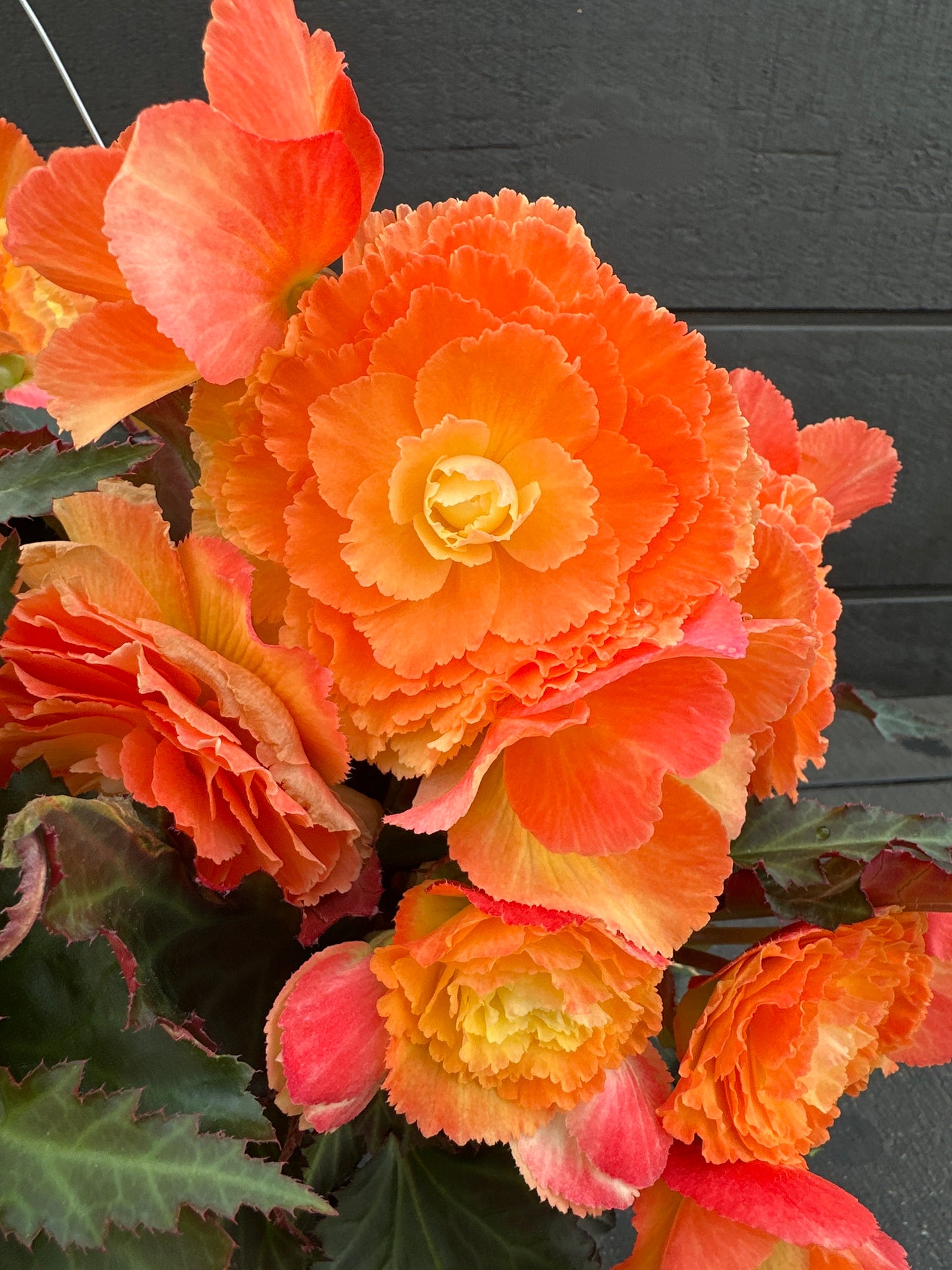 BEGONIA ICONIA PORTOFINO SUNRISE - 10'' HANGING BASKET