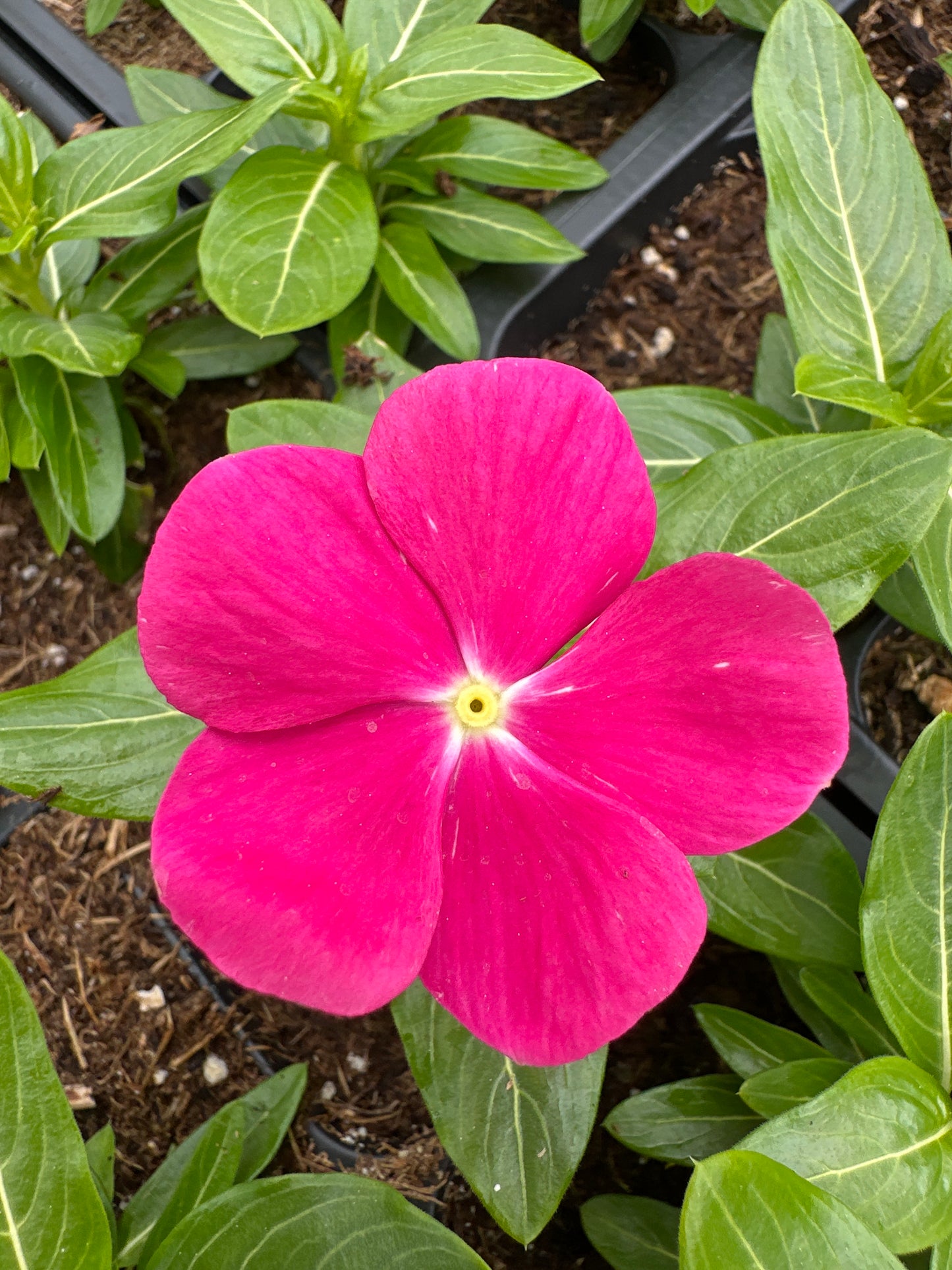 PERIWINKLE VINCA CORA CASCADE BRIGHT ROSE - FLAT OF 32 PLANTS