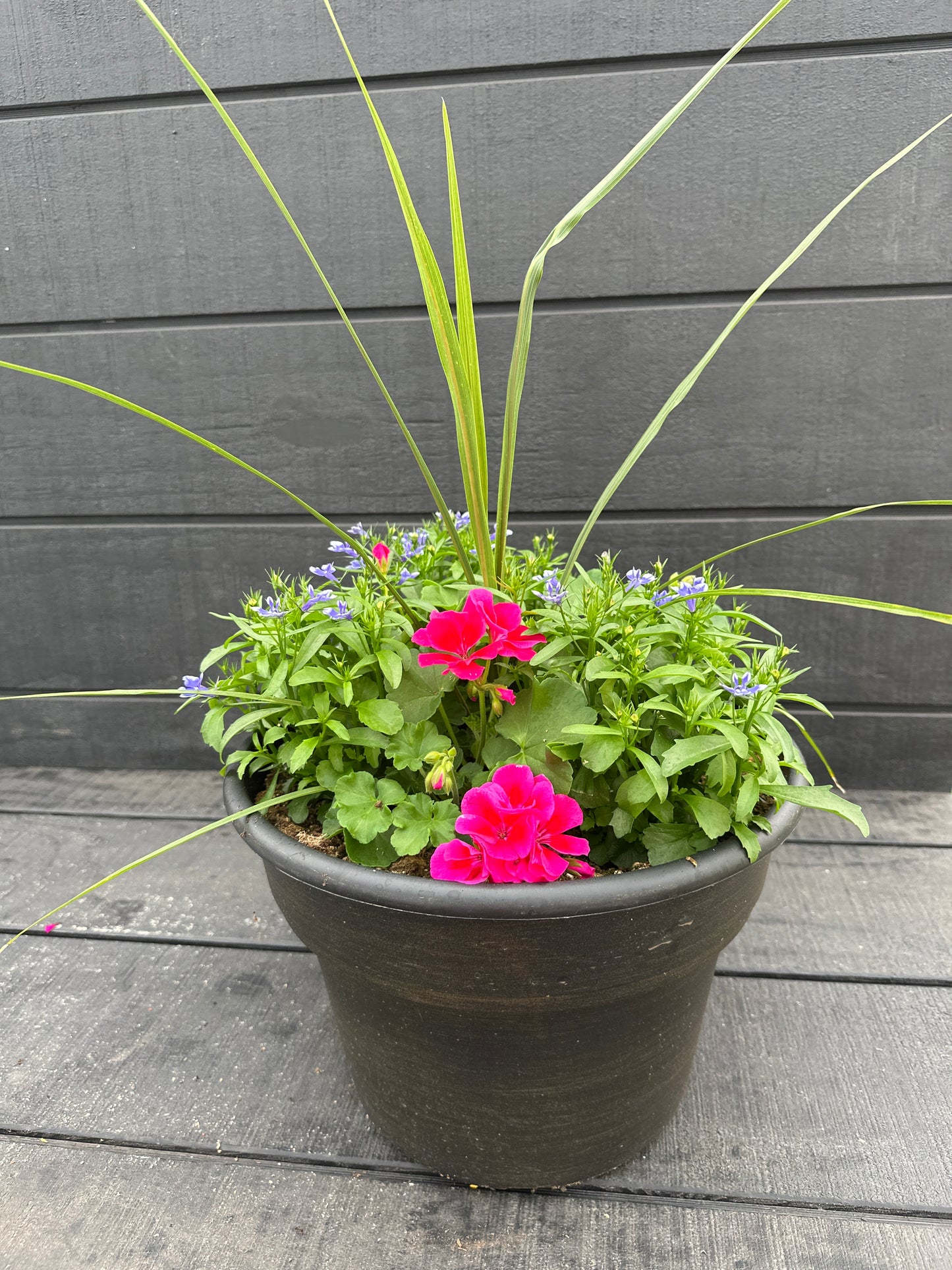 COMBO #96 - 12" POT