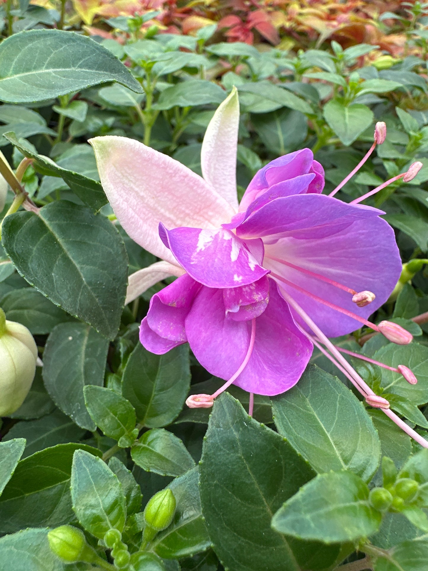 FUCHSIA ARETES RIO GRANDE - 4" POT