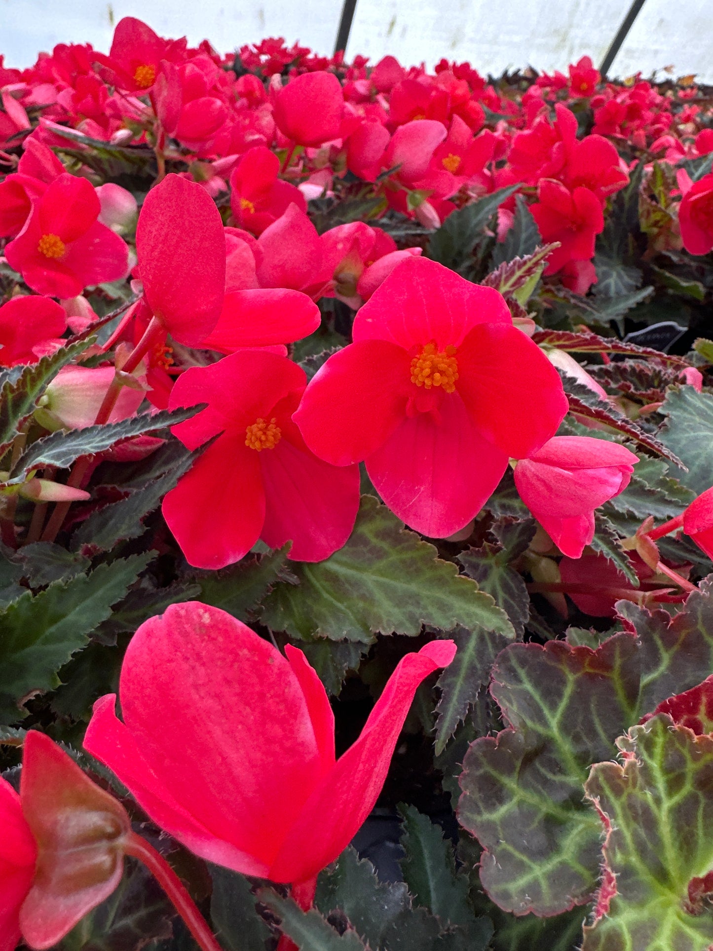 BEGONIA ICONIA FIRST KISS - 4" POT
