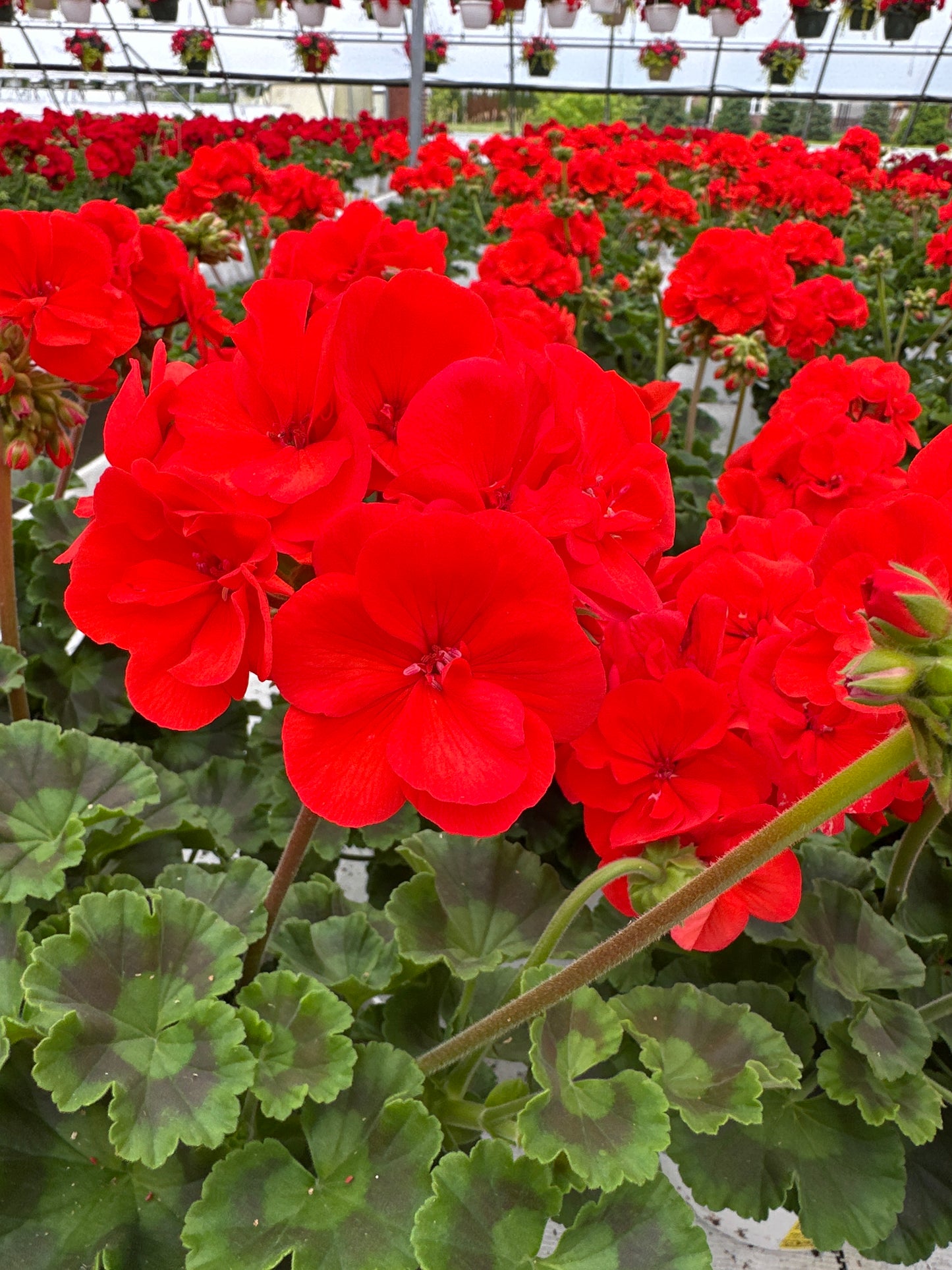GERANIUM DYNAMO ORANGE - 6" POT