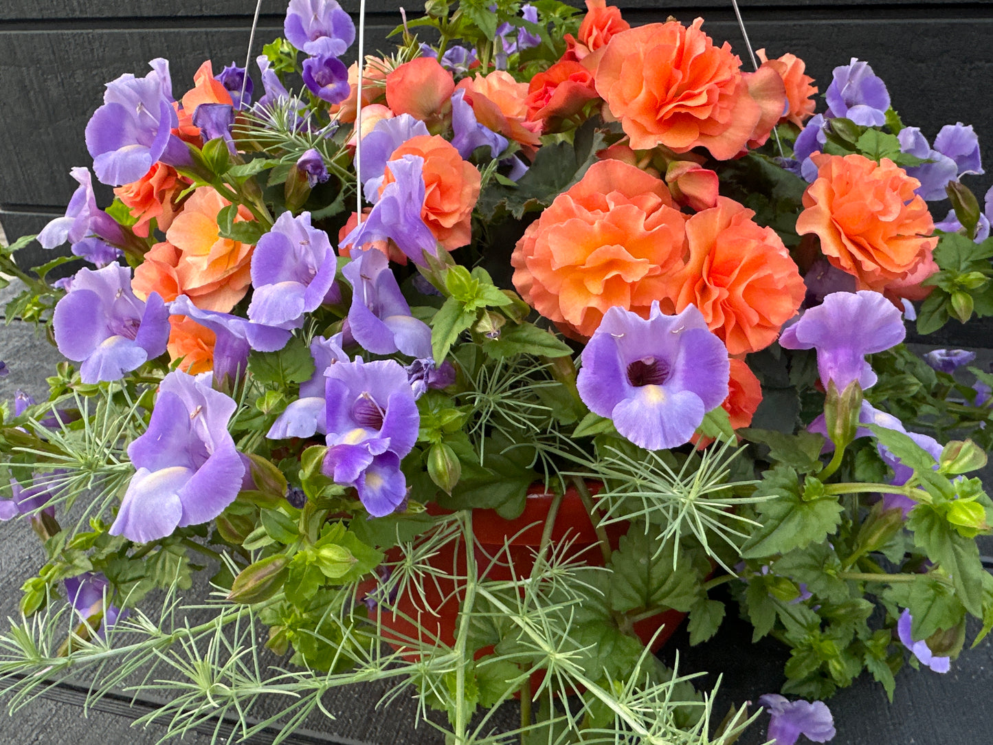 BASKET #7 - 12'' HANGING BASKET