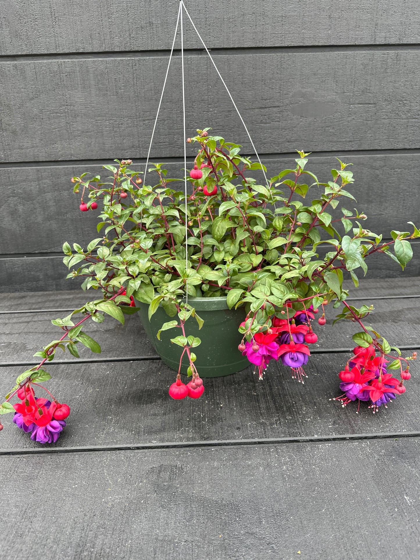 FUCHSIA DARK EYES - 10" HANGING BASKET