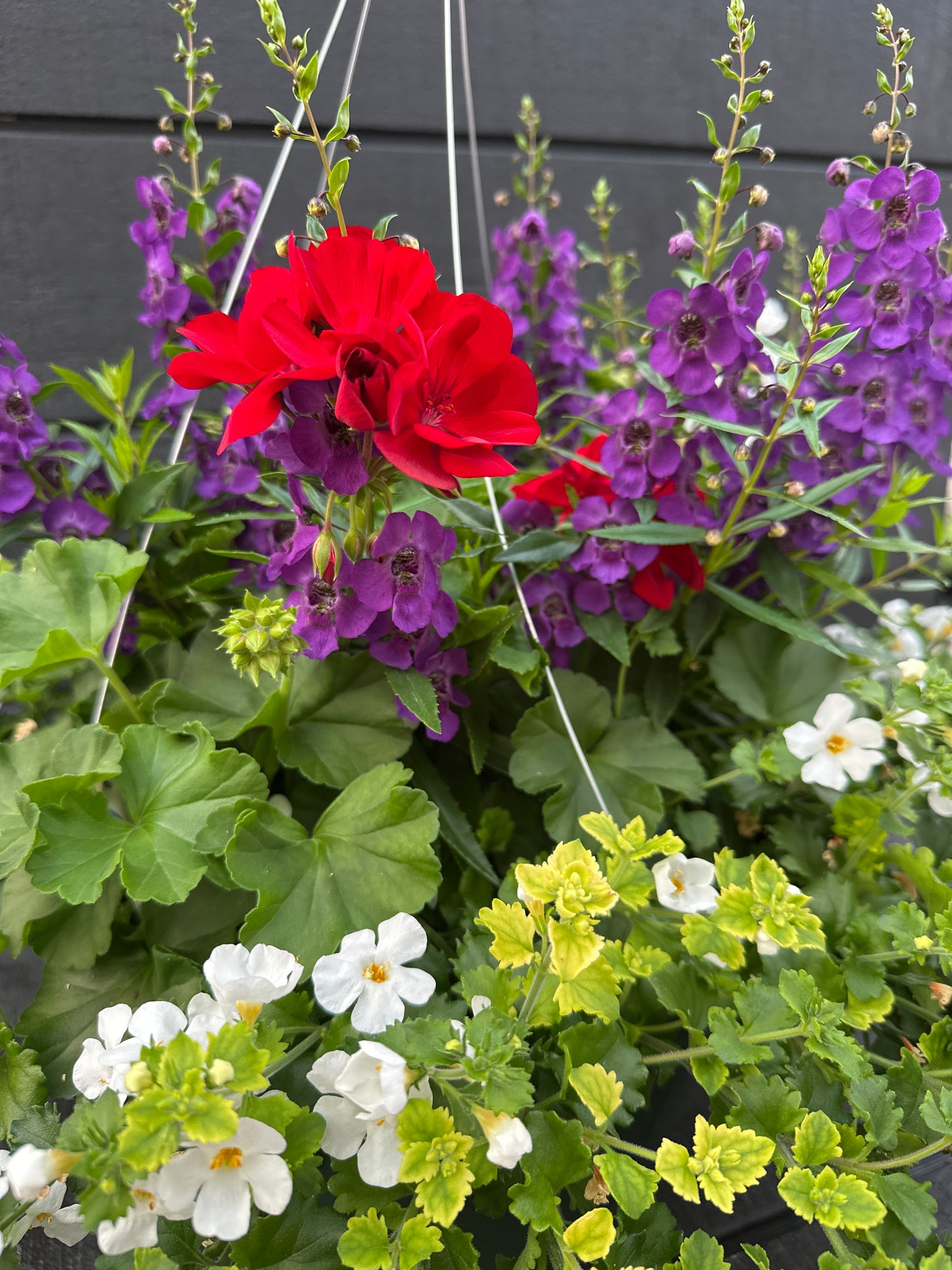 BASKET #77 - 12'' HANGING BASKET