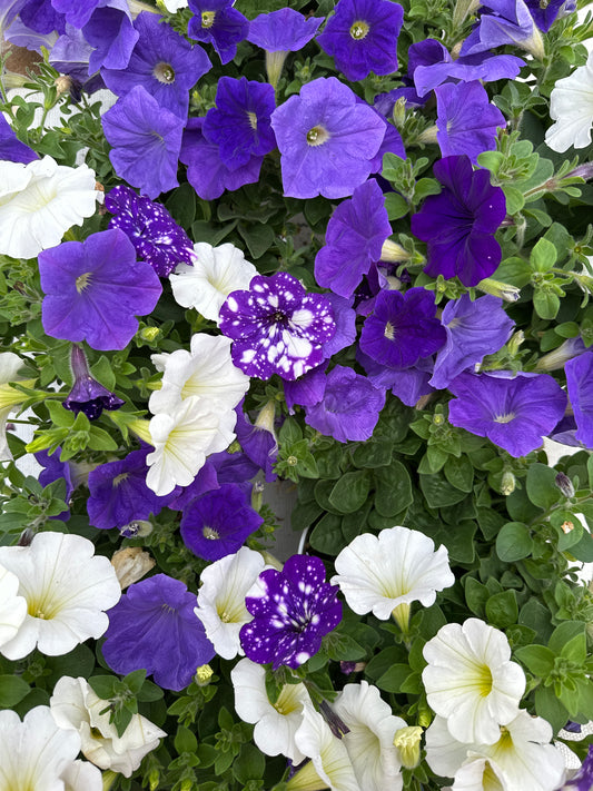 COMBO SKY'S THE LIMIT - 6" POT