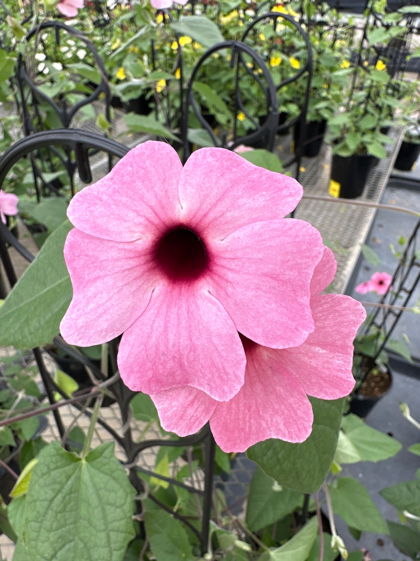 THUNBERGIA SUNNY SUSY ROSE SENSATION - 1 GALLON WITH TRELLIS
