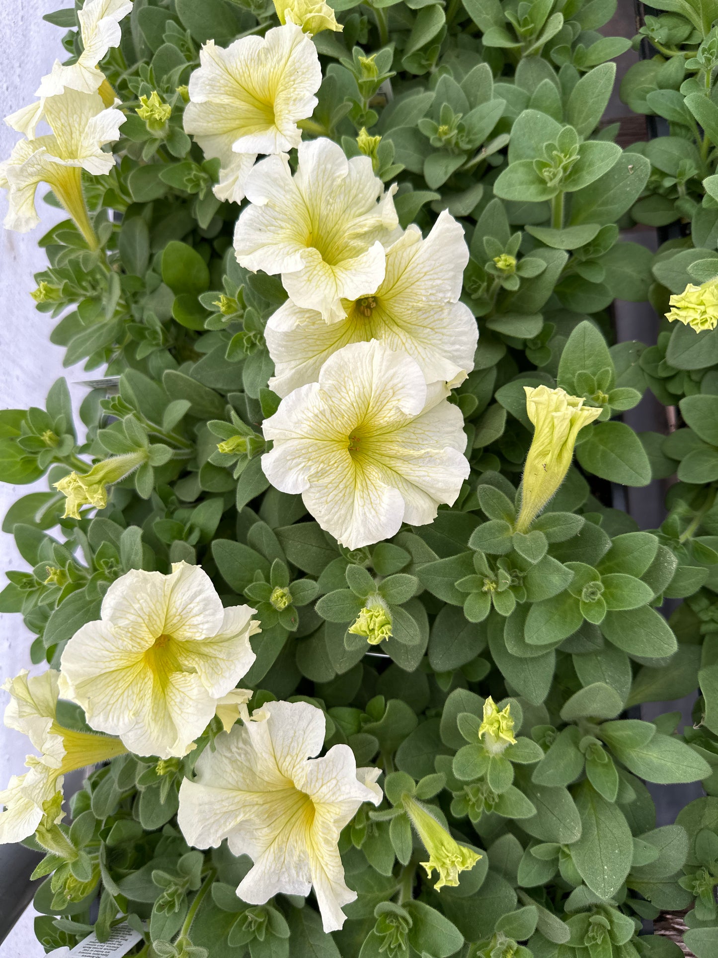 PETUNIA PRISM SUNSHINE - FLAT OF 48 PLANTS