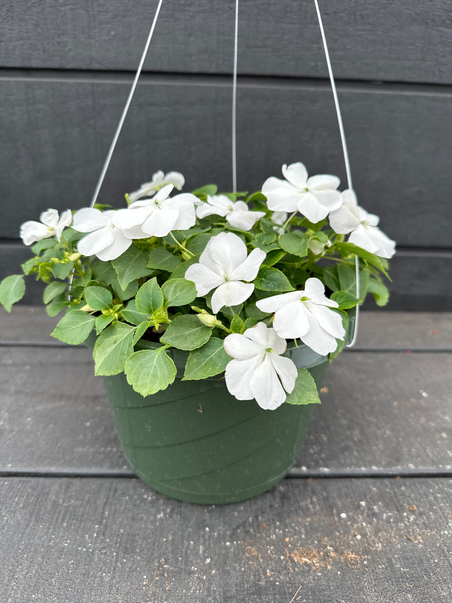 IMPATIENS BEACON WHITE - 8'' HANGING BASKET