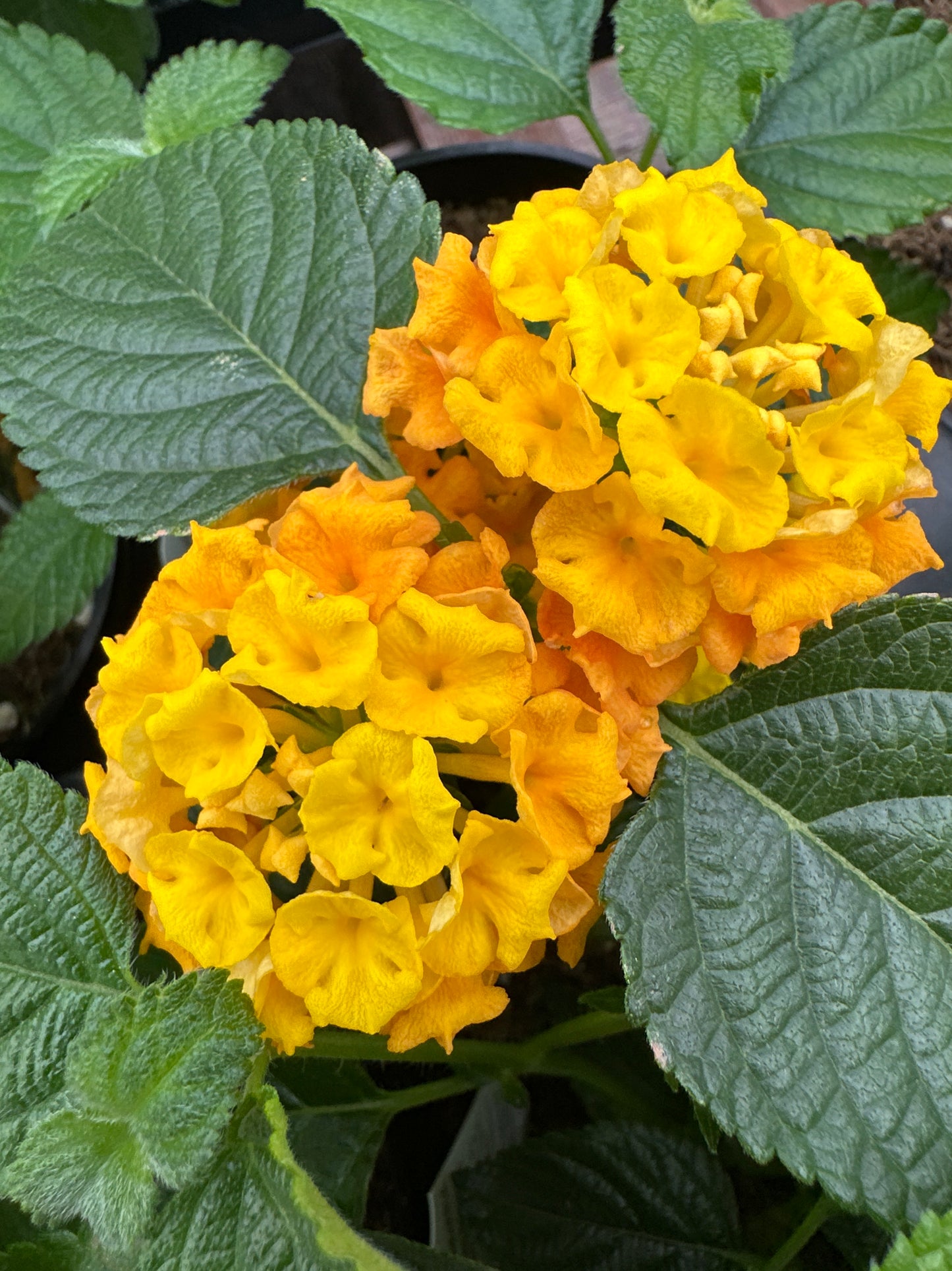 LANTANA BANDELERO PINEAPPLE - 4" POT