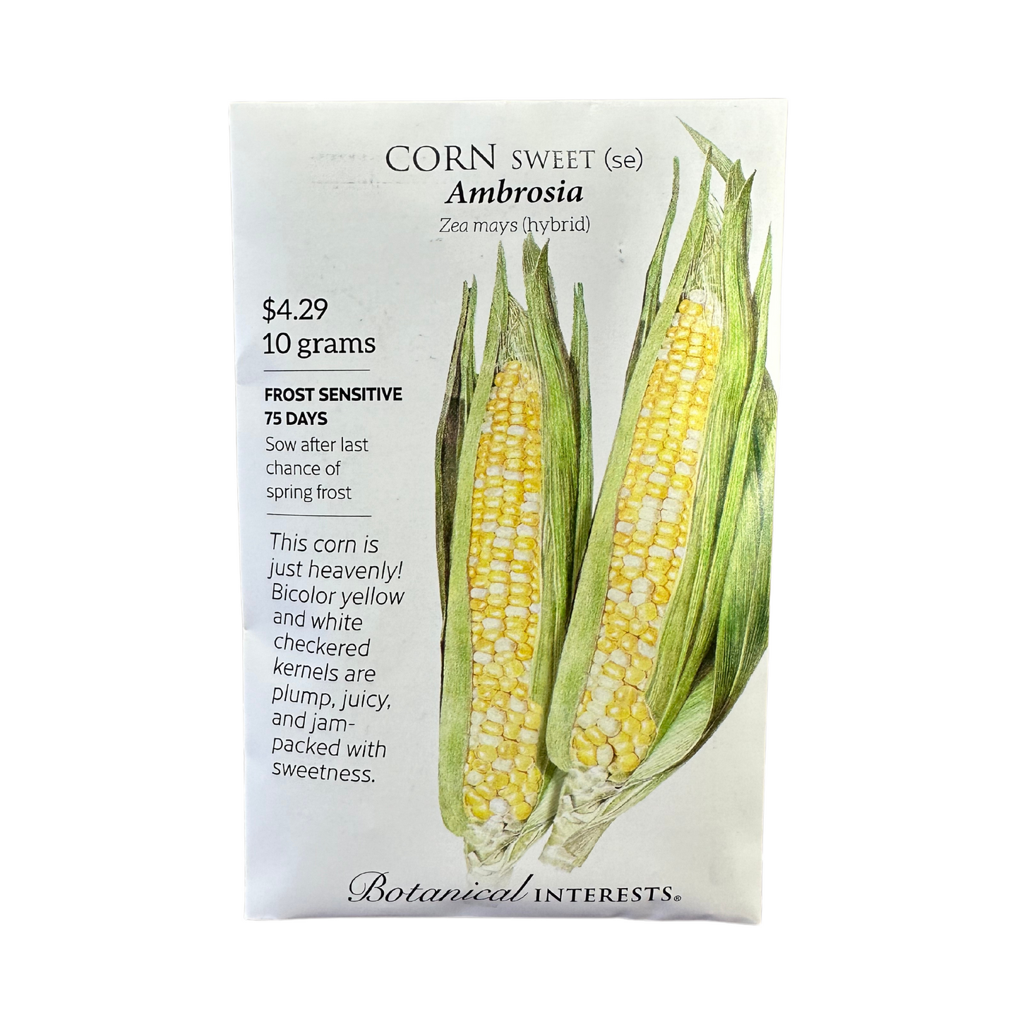 Corn Swt (bicolor) Ambrosia hybrid