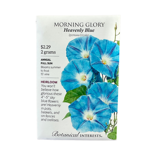 Morning Glory Heavenly Blue