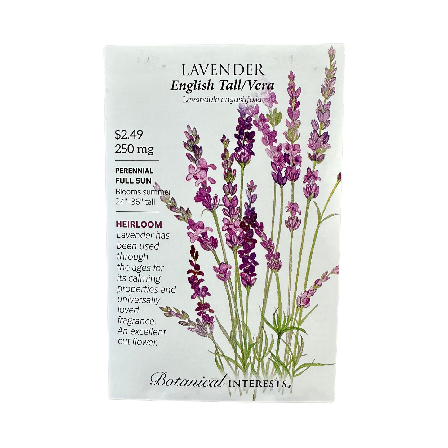 Lavender English Tall/Vera