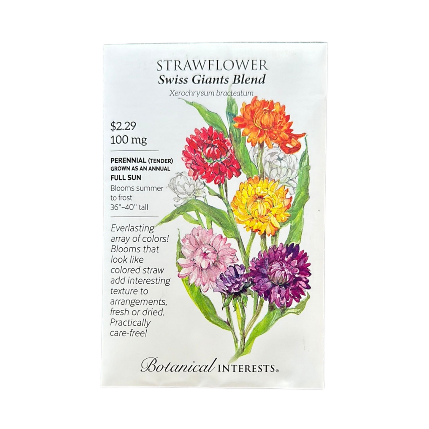 Strawflower Swiss Giant Blend