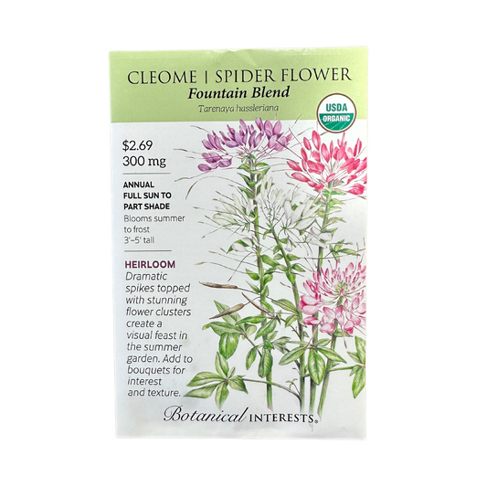 Cleome Fountain Blend Org