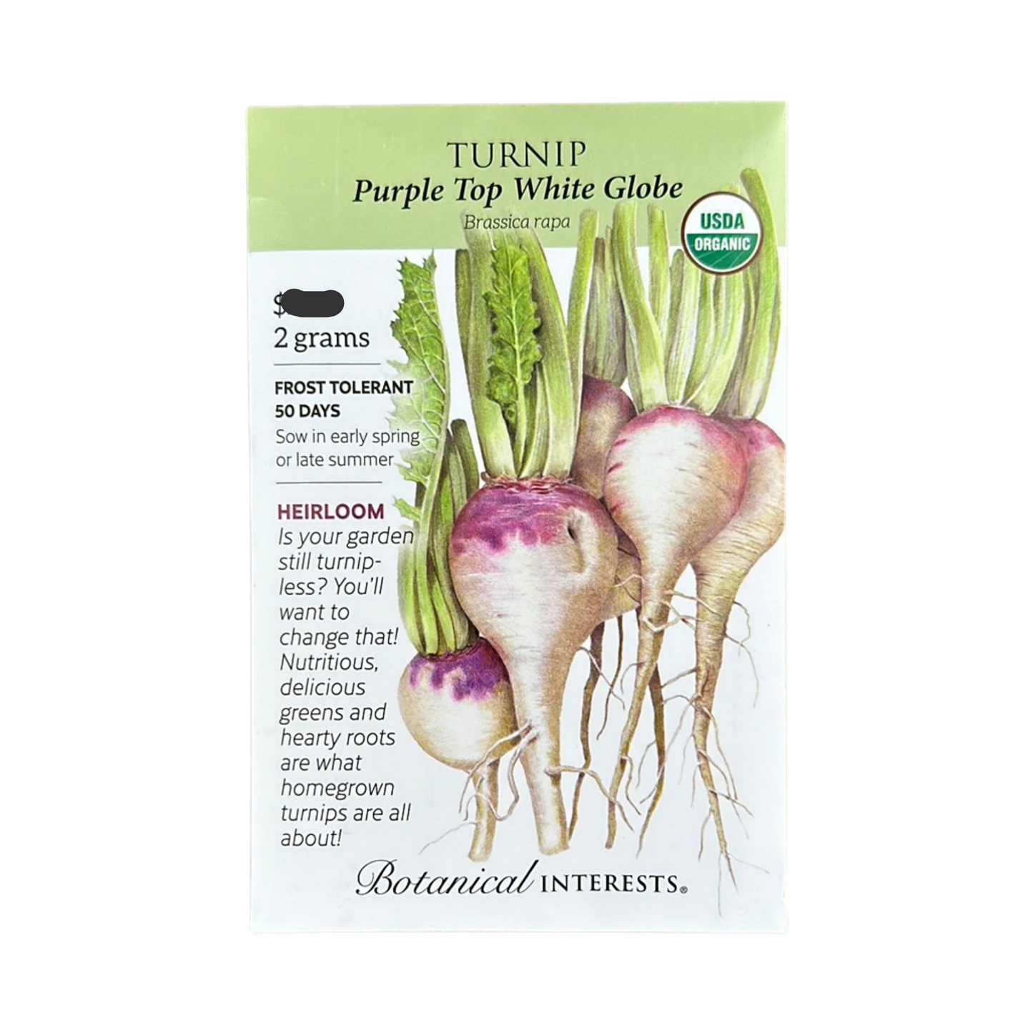Turnip Purple Top White Globe Org