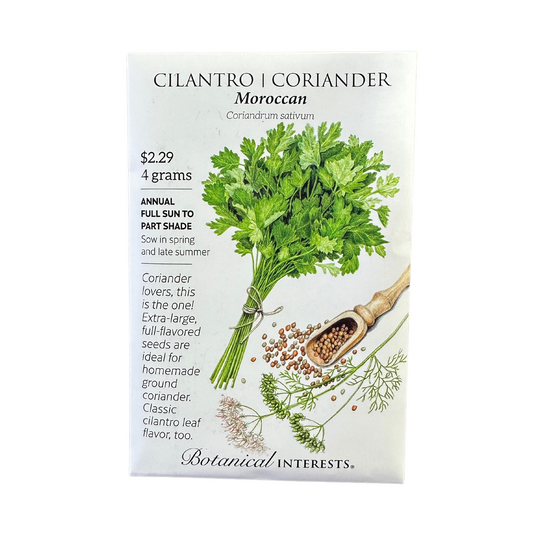Cilantro Coriander Moroccan
