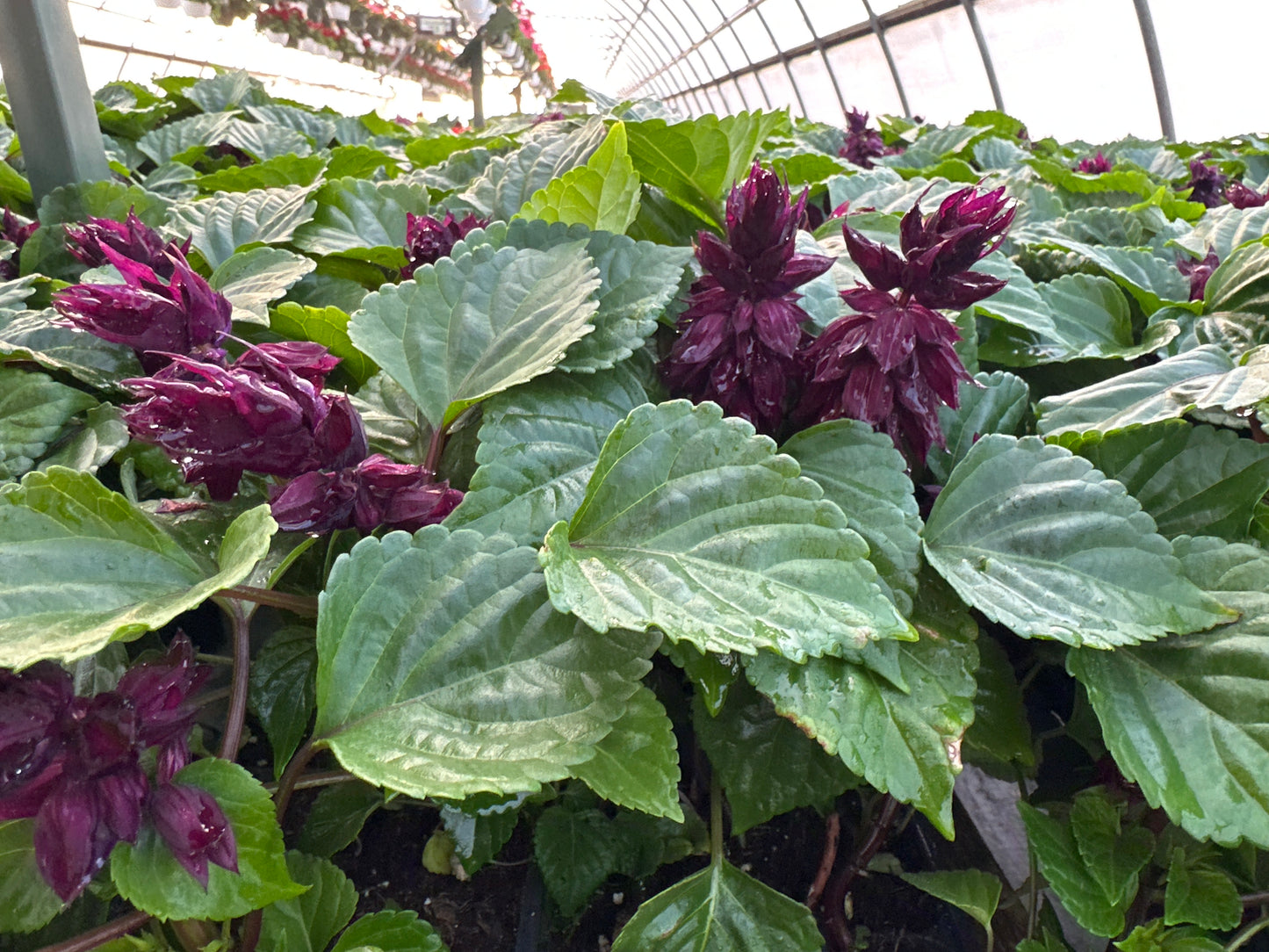 SALVIA VISTA PURPLE - FLAT OF 48 PLANTS