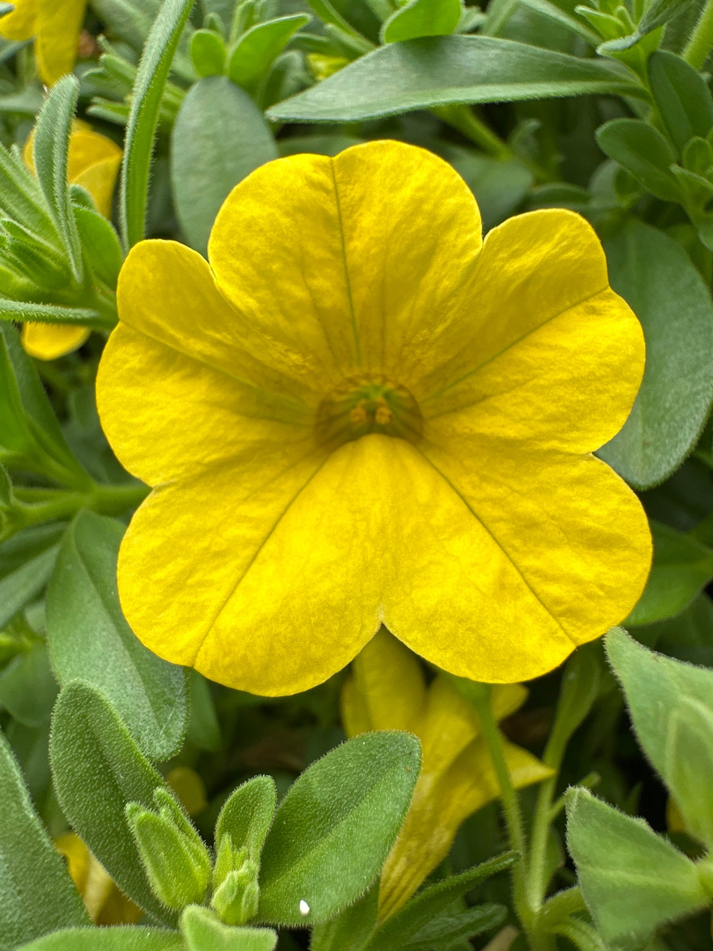 CALIBRACHOA CABARET DEEP YELLOW - JUMBO 6 PACK
