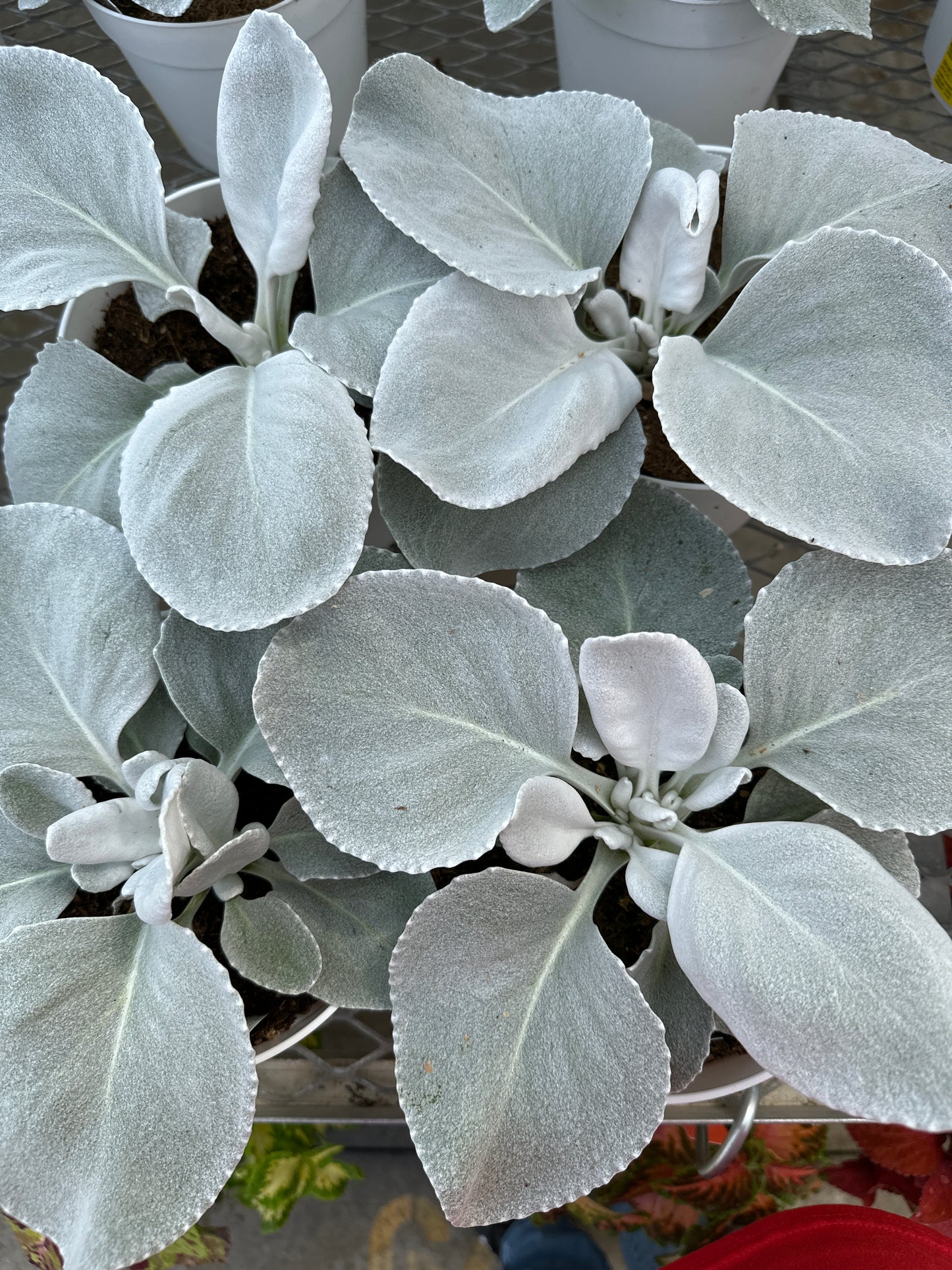 SENECIO ANGEL WINGS - 6" POT