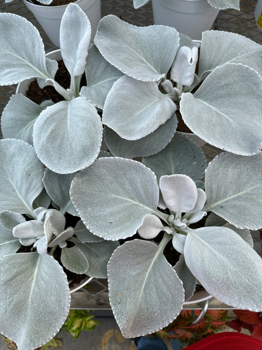 SENECIO ANGEL WINGS - 6" POT