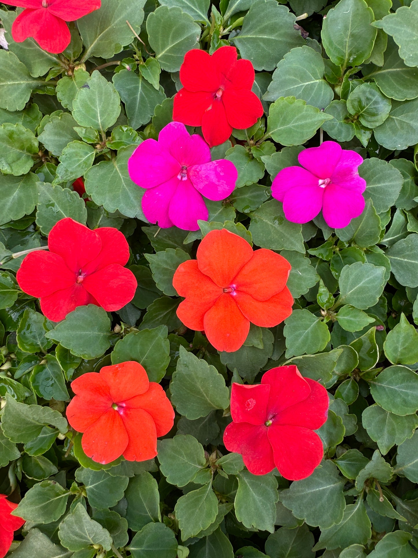 IMPATIENS BEACON SANIBEL MIX - FLAT OF 32 PLANTS