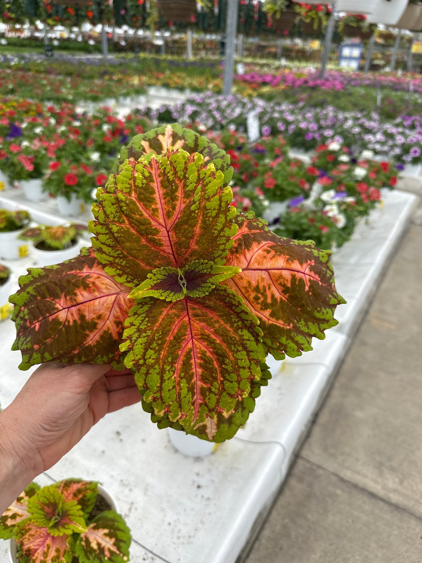 COLEUS KONG SALMON PINK - 6'' POT