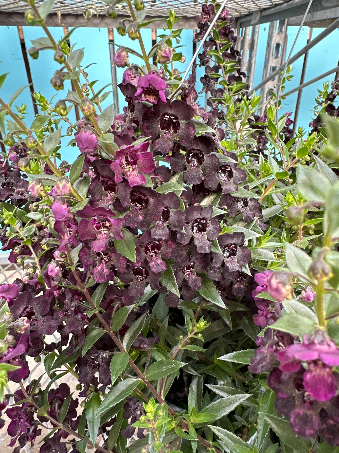 ANGELONIA ANGELFLARE BLACK - 10" HANGING BASKET