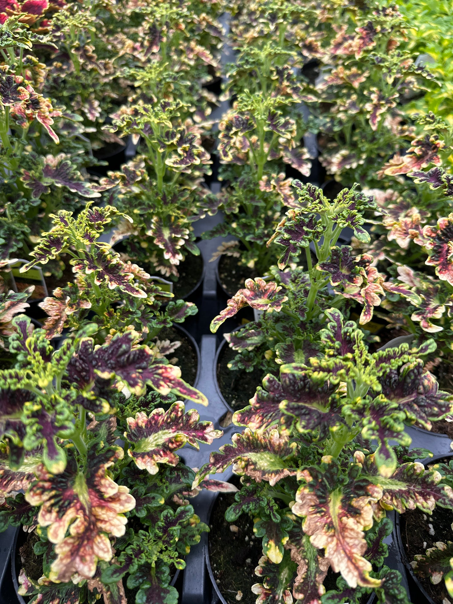 COLEUS CORAL COPPER - 4" POT