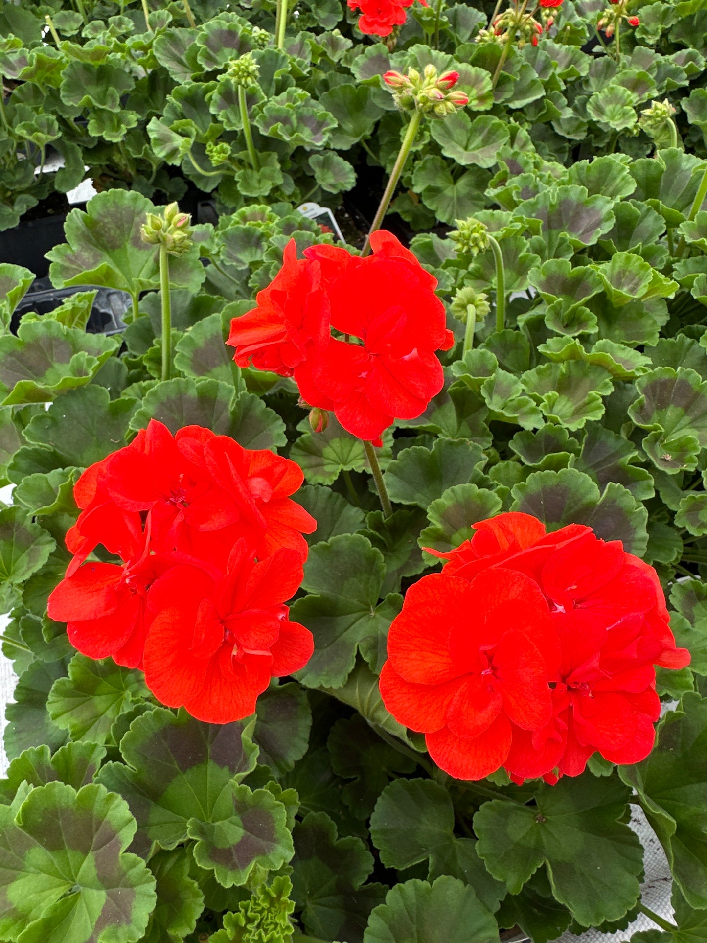 GERANIUM DYNAMO ORANGE - 4" POT
