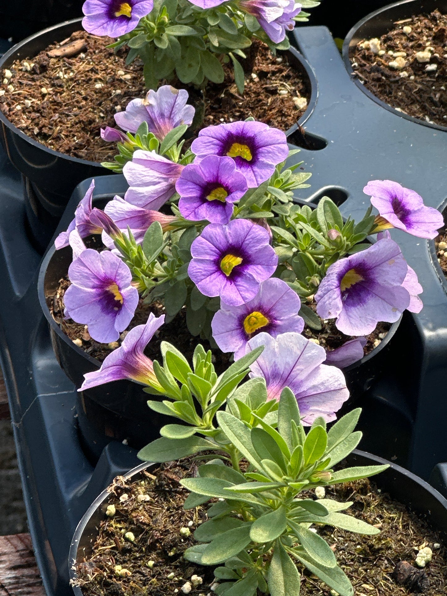 CALIBRACHOA EYECATCHER BLUE - 4'' POT