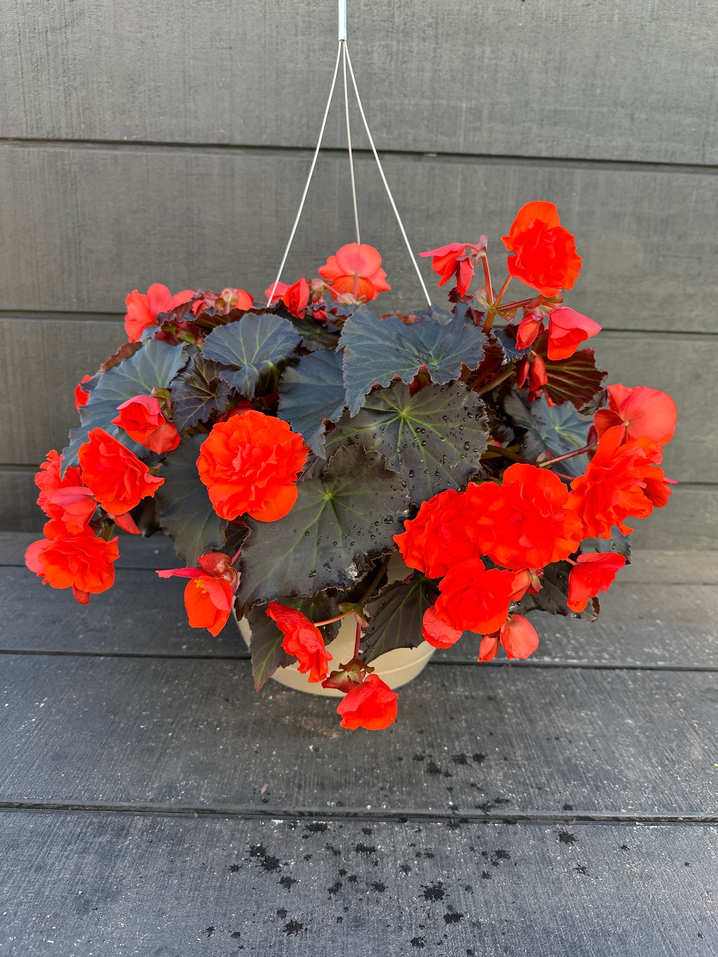 BEGONIA SOLENIAS ORANGE - 10'' HANGING BASKET
