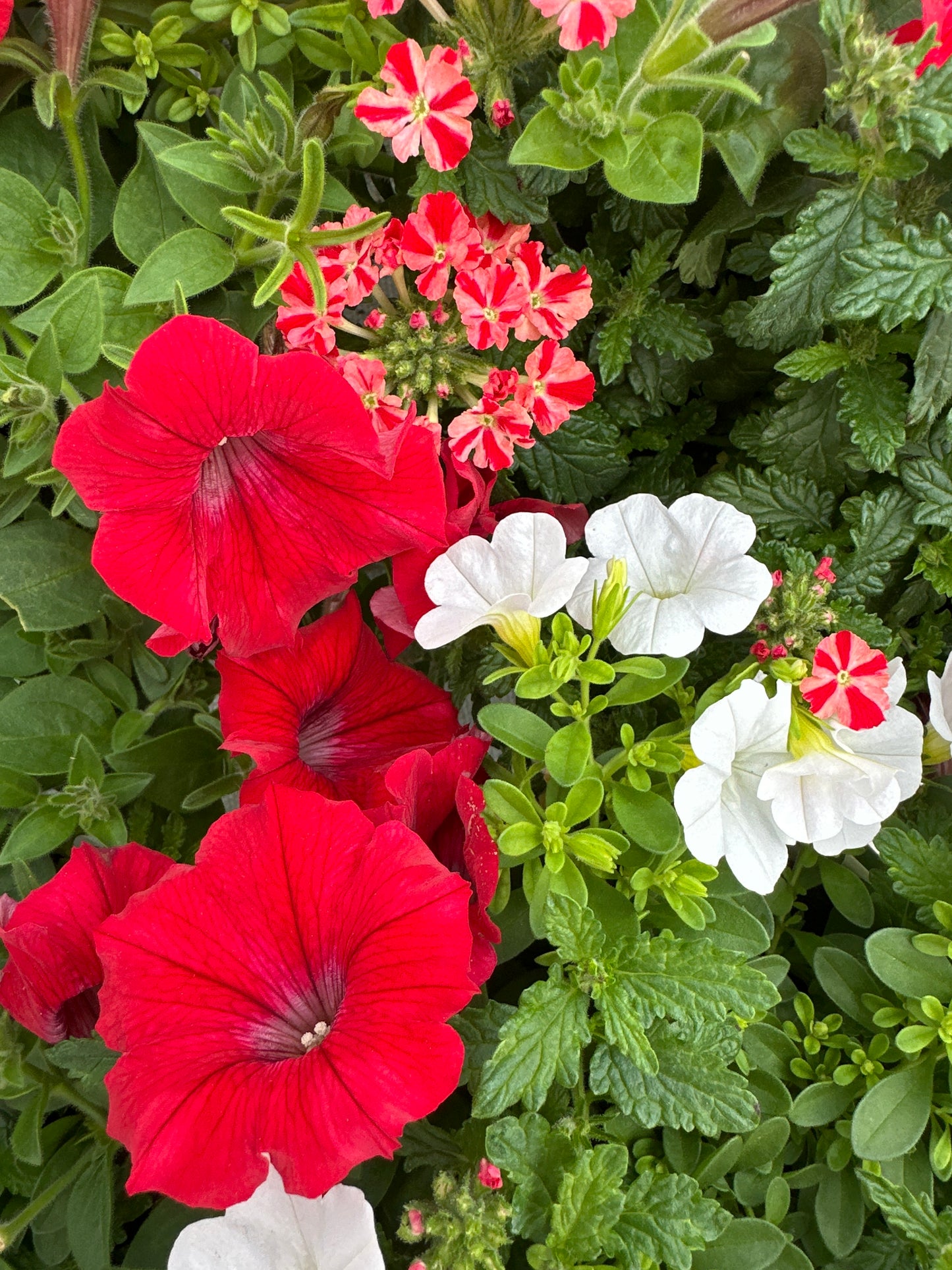 COMBO WALK OF STARS - 6'' POT