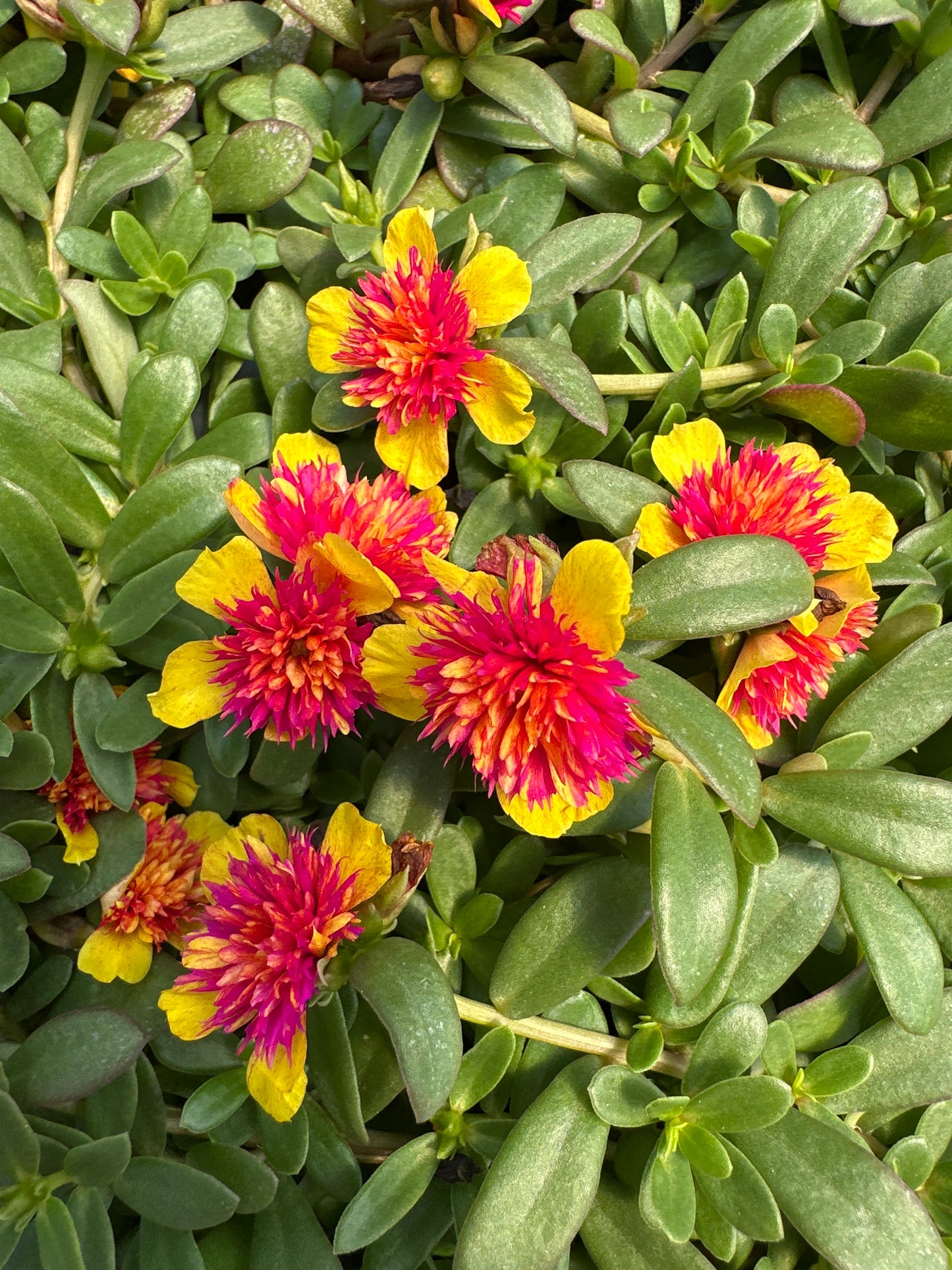 PORTULACA COLORBLAST DOUBLE GUAVA - 4" POT