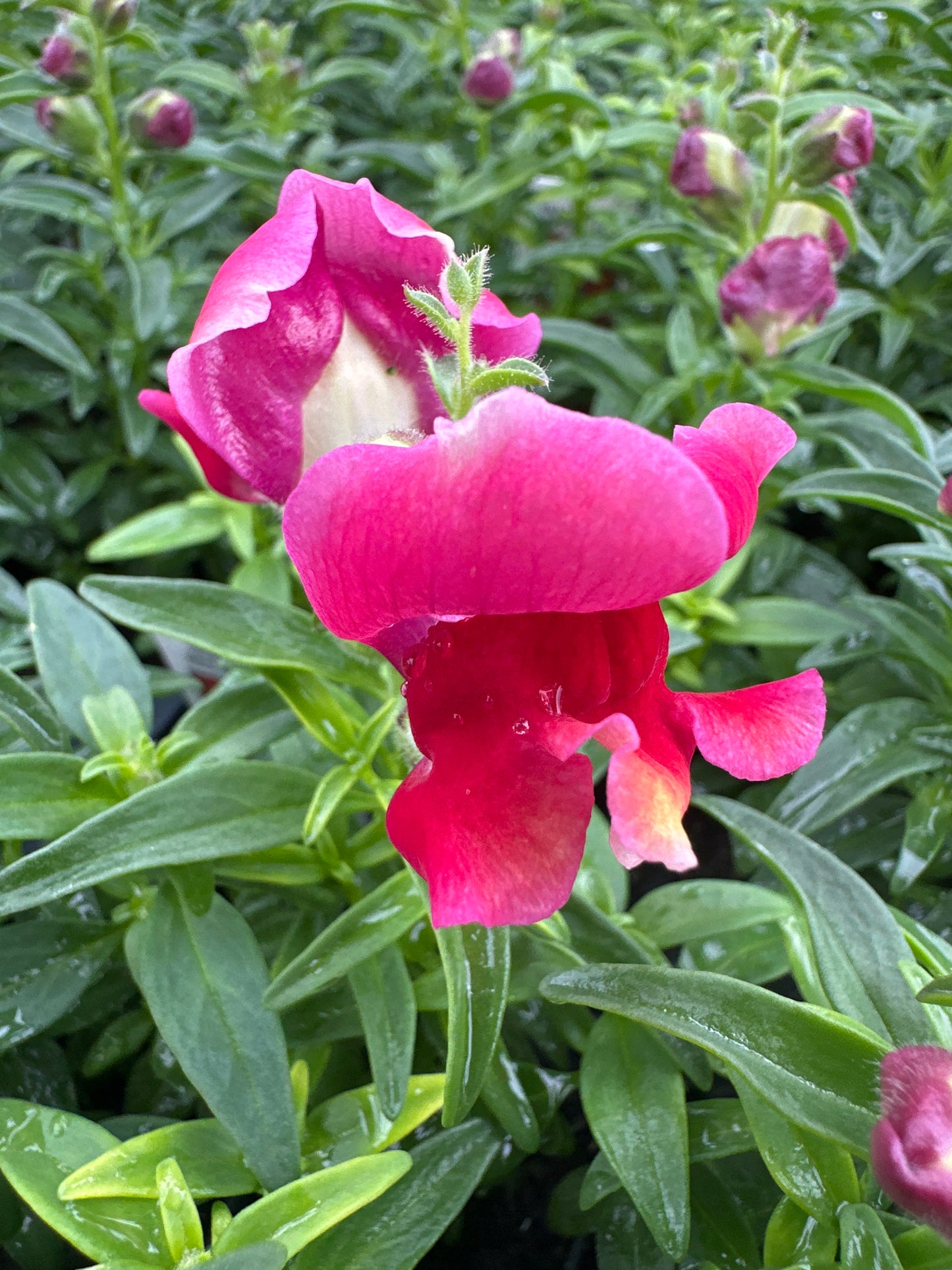SNAPDRAGON SNAPSHOT RED BICOLOR - FLAT OF 48 PLANTS