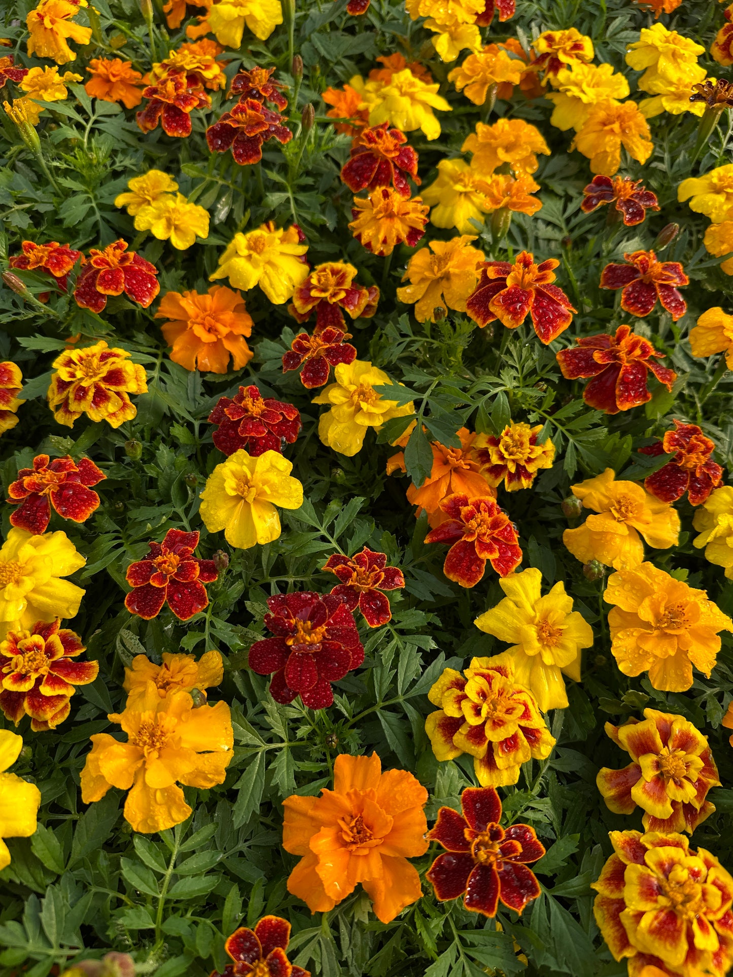 MARIGOLD SAFARI MIX - FLAT OF 48 PLANTS