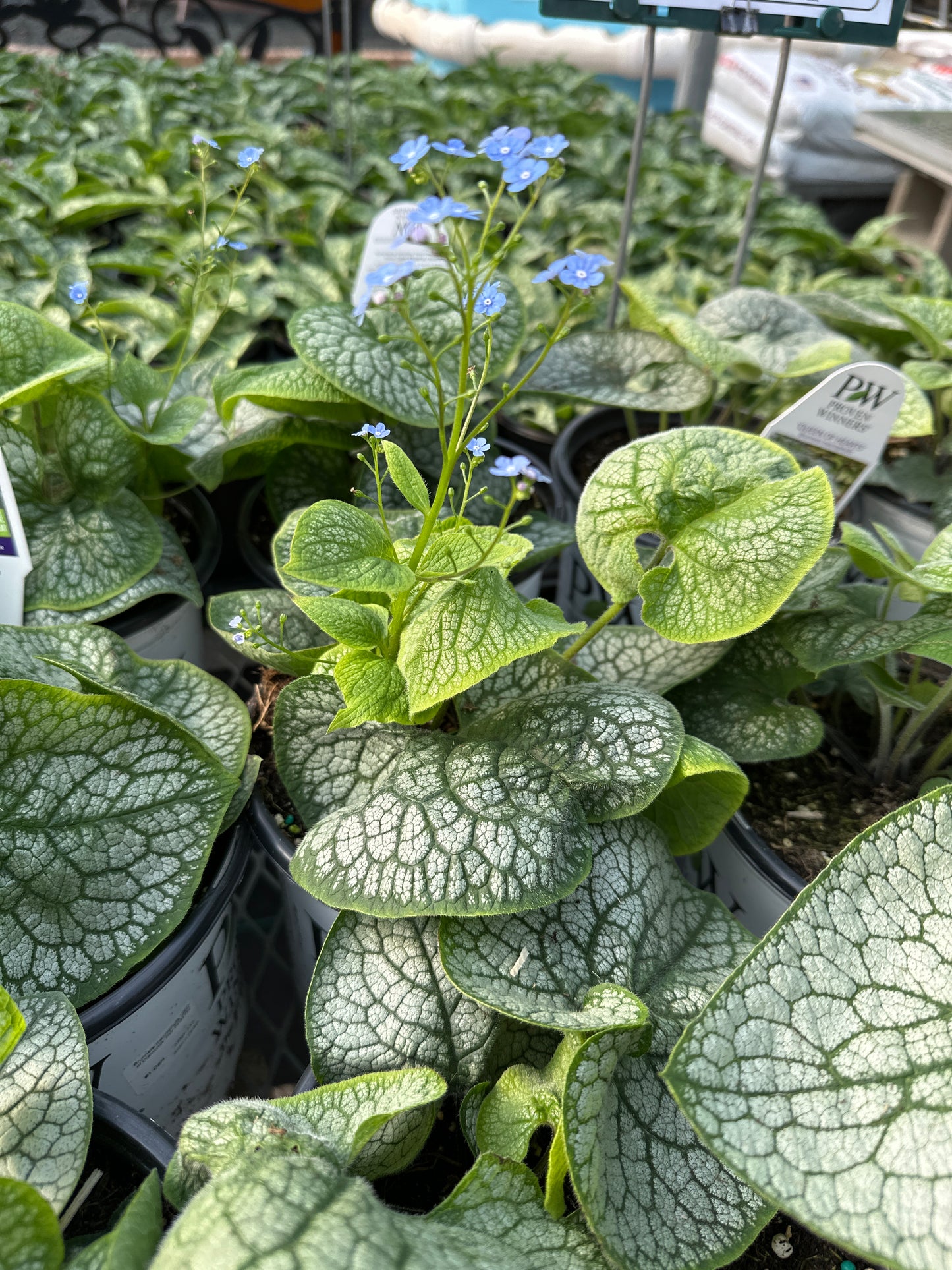 Brunnera macrophylla 'Queen of Hearts' PW