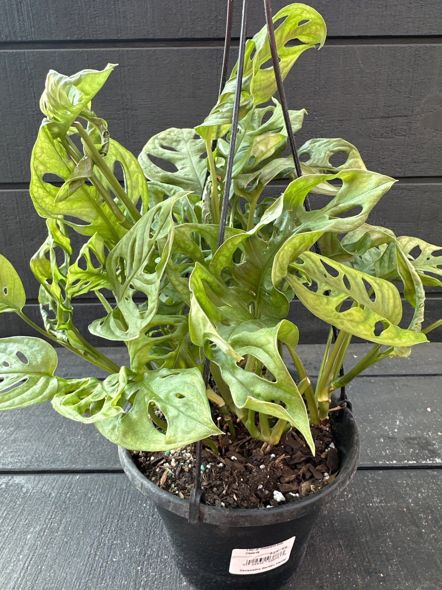 8" Philodendron Swiss Cheese Hanging Basket