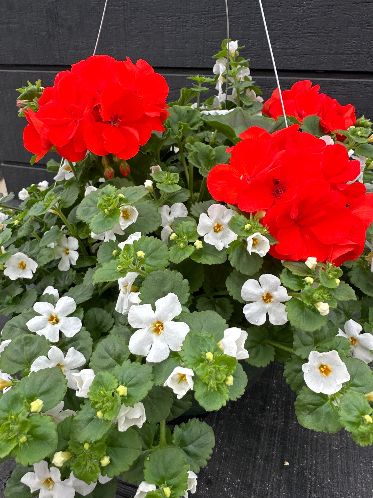 BASKET #1 - 10'' HANGING BASKET