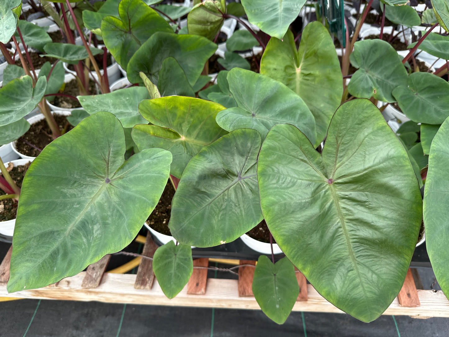 COLOCASIA HAWAIIAN PUNCH - 6" POT