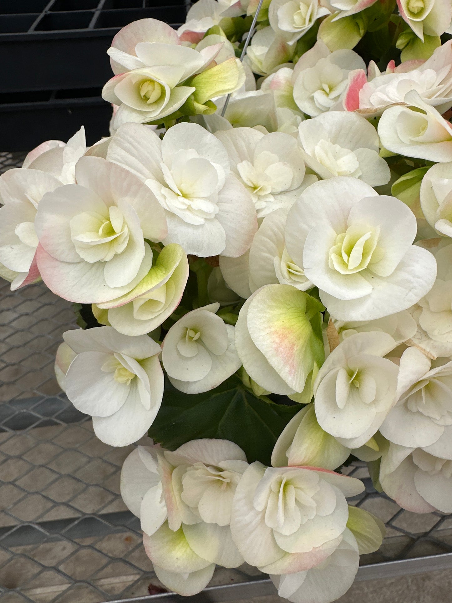BEGONIA REIGER CLARA - 10" HANGING BASKET