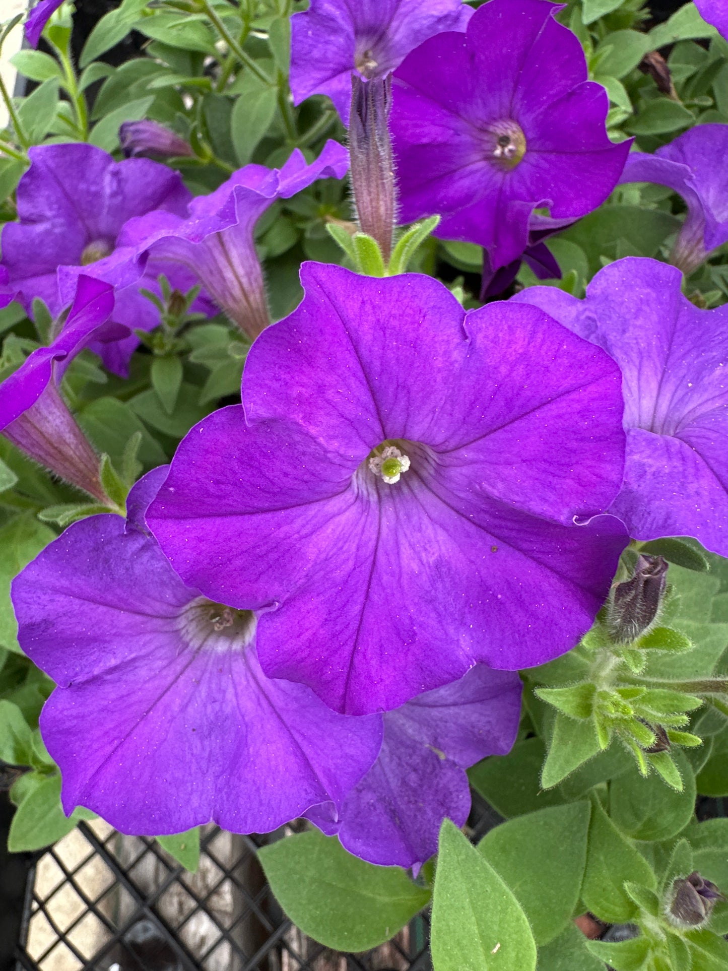 PETUNIA SHOCK WAVE DENIM - JUMBO 6 PACK