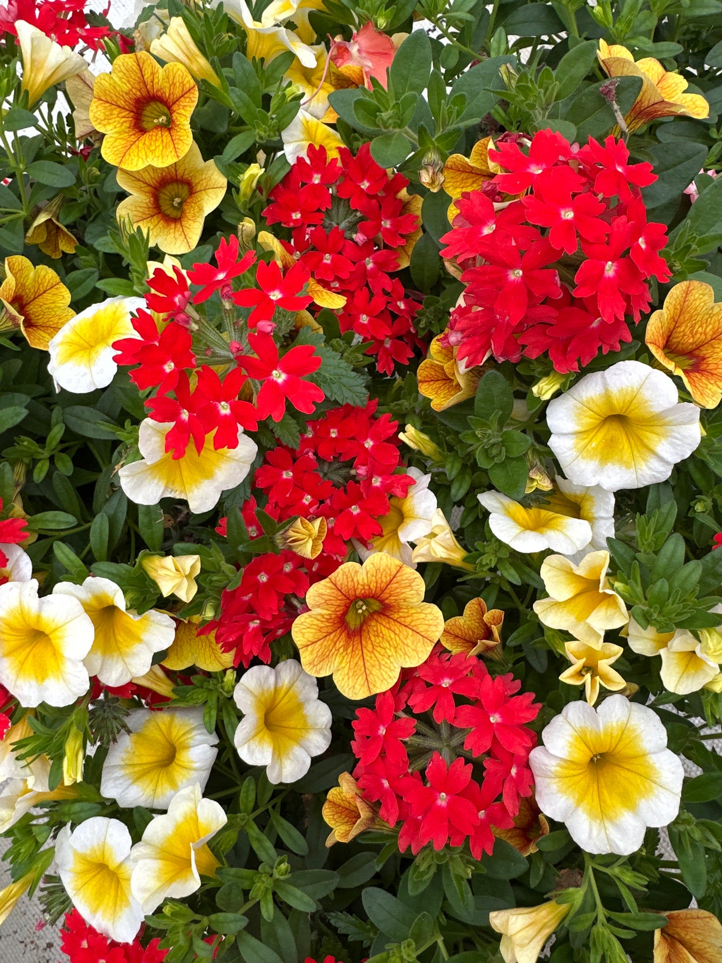 COMBO SUNSHINY DAY - 6'' POT
