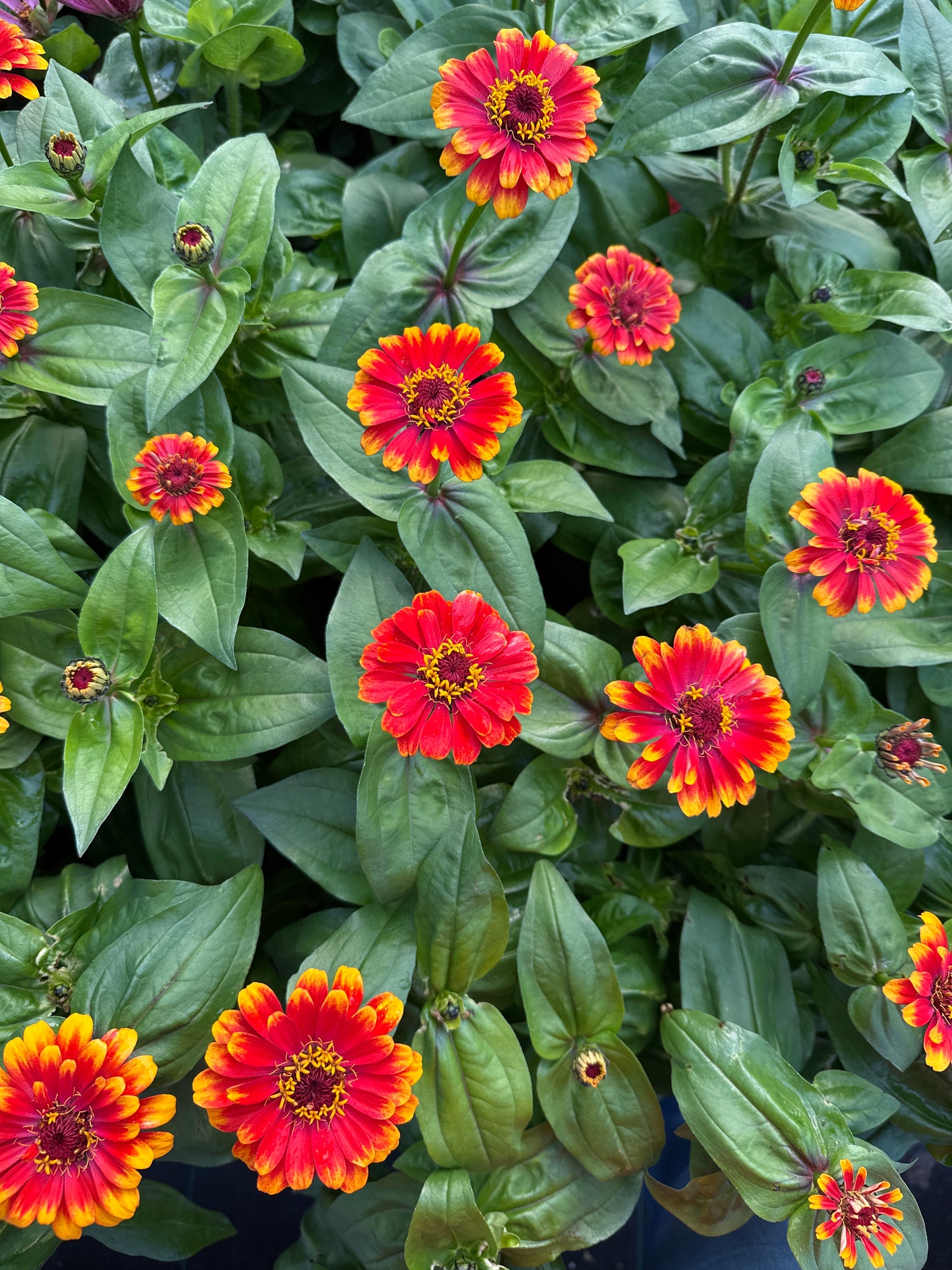 ZINNIA ZOWIE YELLOW FLAME - JUMBO 6 PACK